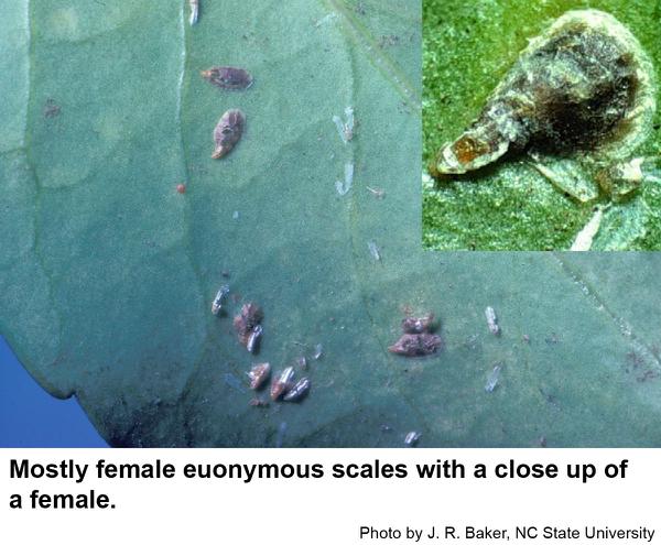 Euonymus scale females have oystershell-shaped armor.